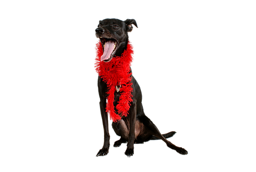 Black Dog Red Feather Boa Yawning PNG