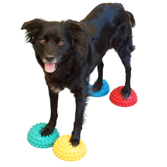 Black Dog Standing On Colorful Balls PNG