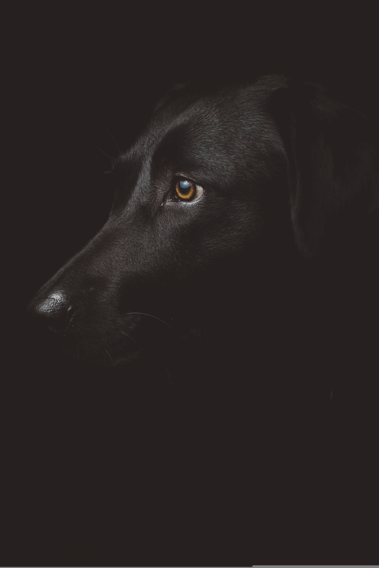 Black Dog Top Iphone Wallpaper