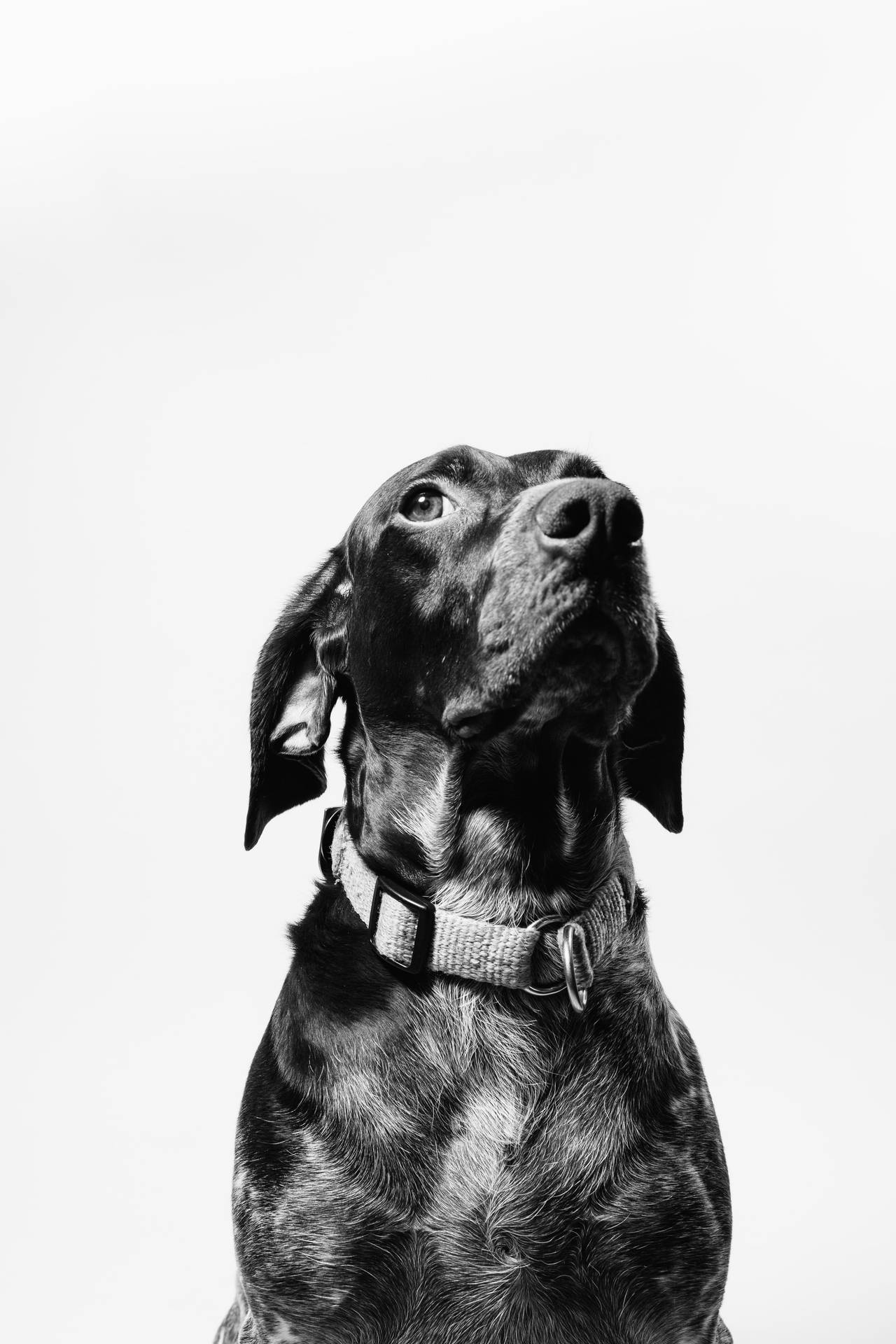 Black Dog With Collar mobile wallpaper