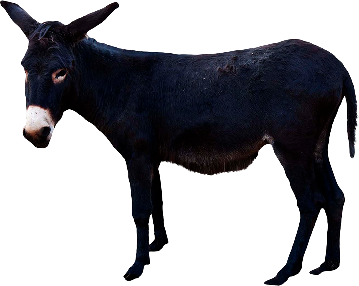 Black Donkey Standing Profile PNG