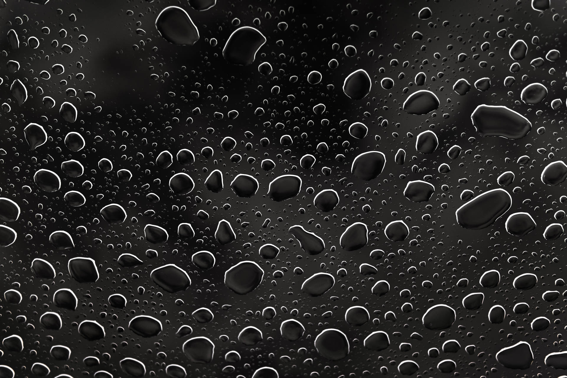 Black Droplets After Raining Wallpaper