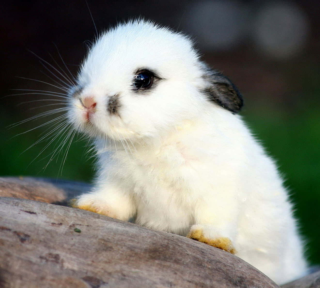 Black Eared Cute Bunny Picture