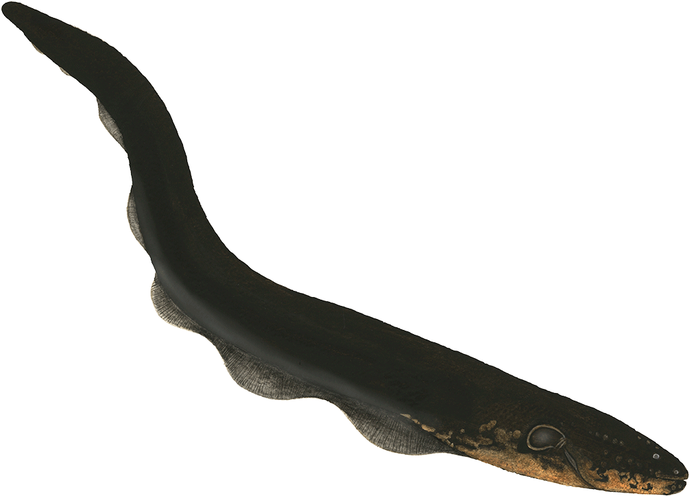 Black Eel Isolatedon Blue Background.png PNG
