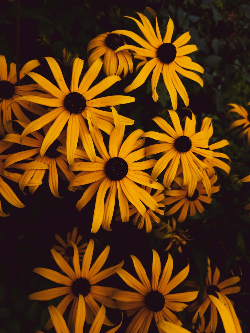 Brighten Up Any Day with Black Eyed Susan Wallpaper
