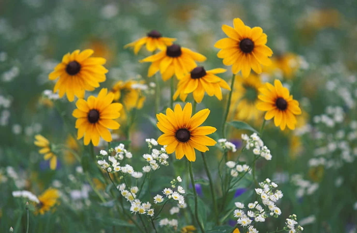 Bright and Bold Black Eyed Susan Flower Wallpaper