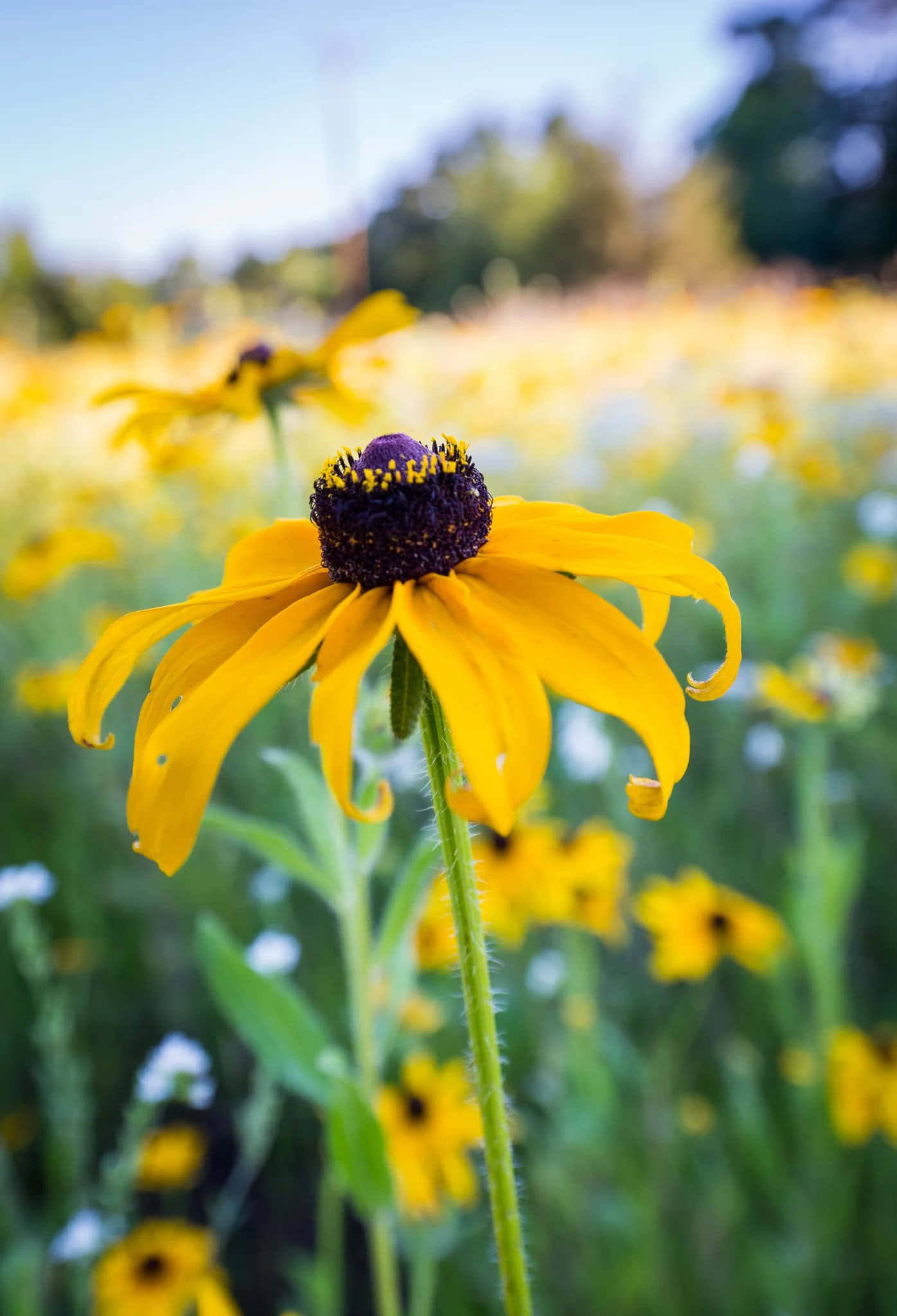 Colorful Black Eyed Susan in a field of grass Wallpaper