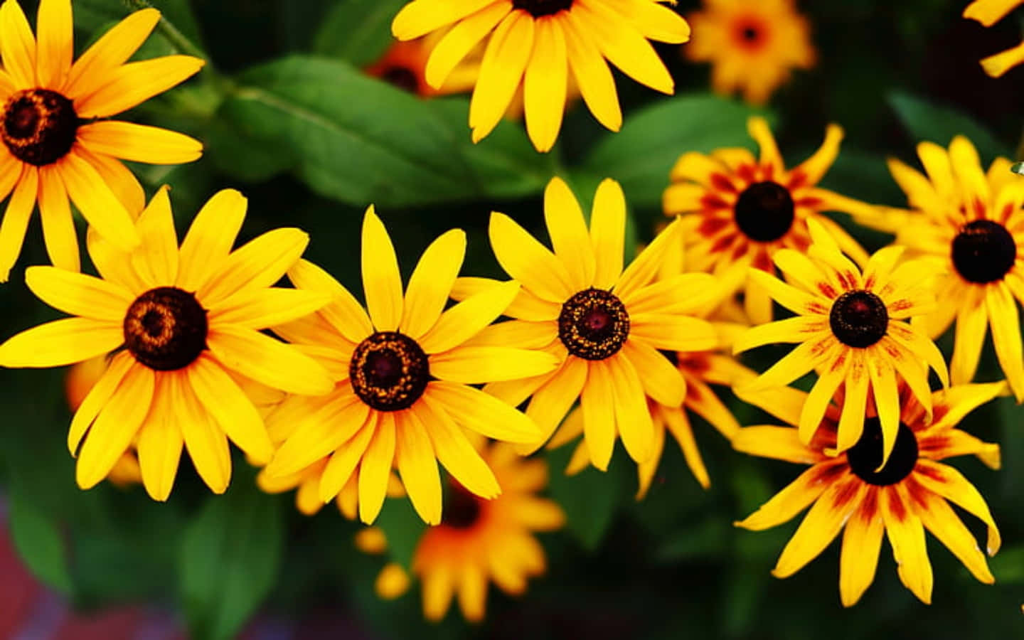 Colorful Wildflowers of the Black Eyed Susan Plant Wallpaper