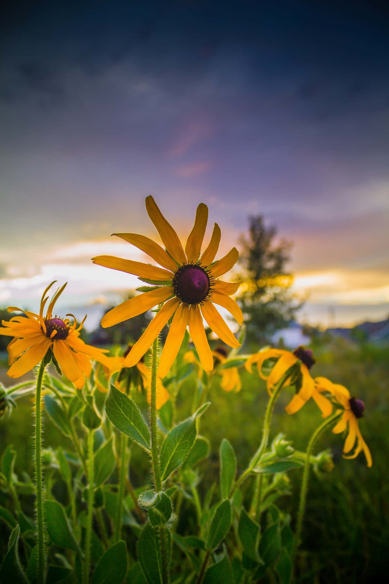 Black Eyed Susan  The vibrant hues of yellow and petals of Black-Eyed Susan come together in a stunning display of color. Wallpaper