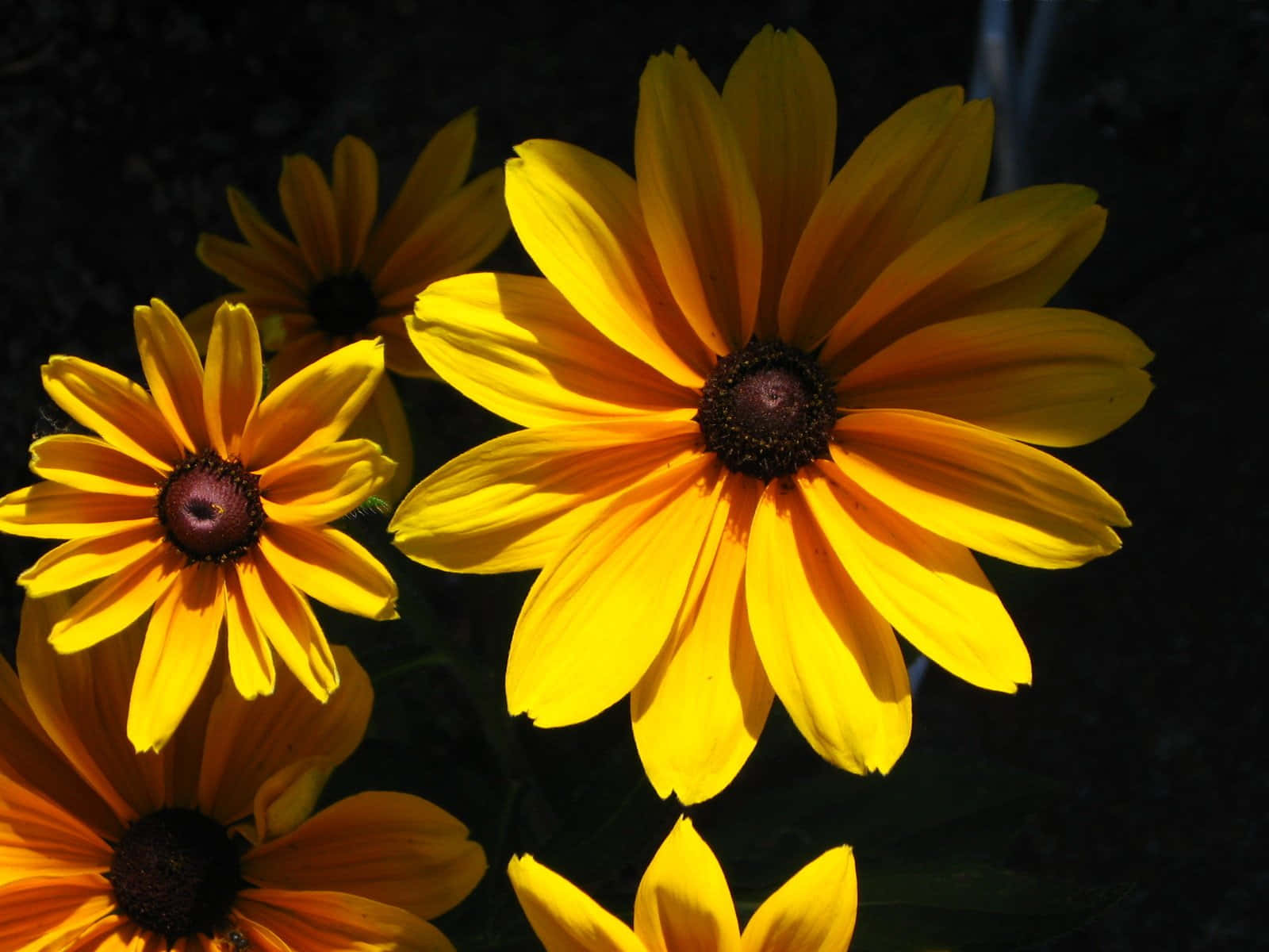 A vibrant Black Eyed Susan capture in a field of sunshine Wallpaper