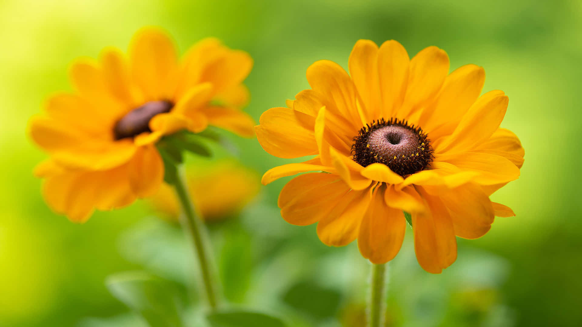 Summer in the garden with a beautiful Black Eyed Susan Wallpaper
