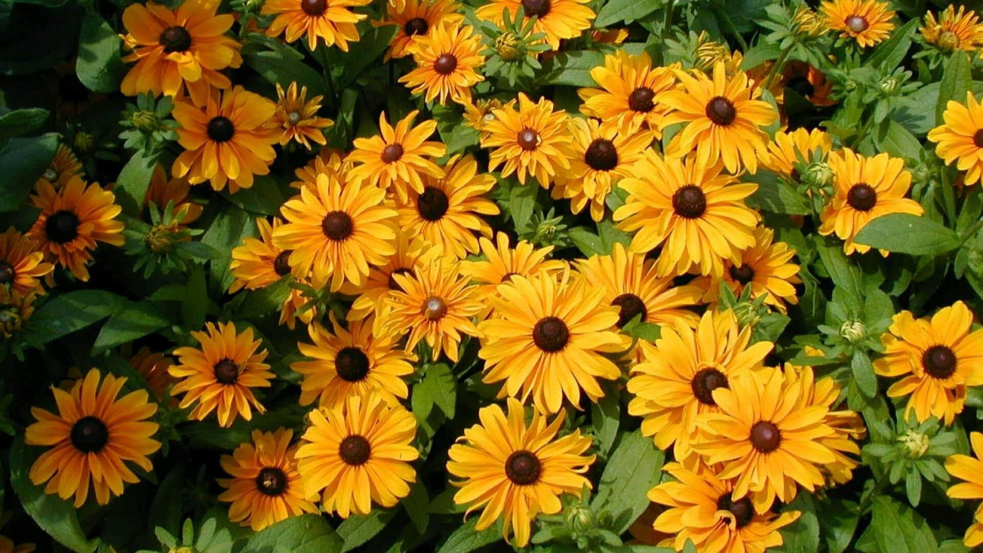 "A bloom of Black Eyed Susan wildflowers in the summer sunshine" Wallpaper
