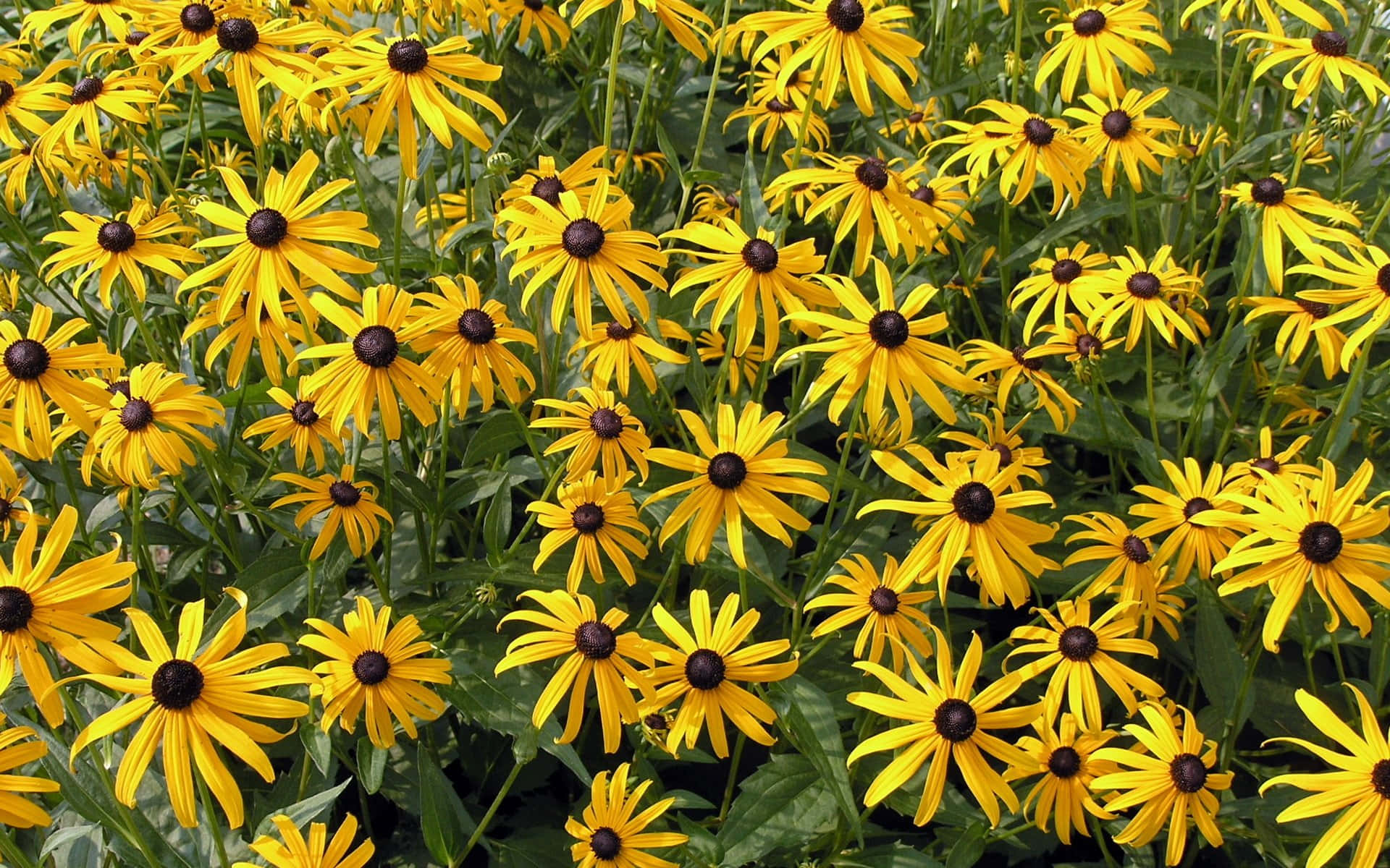 "Gorgeous Black Eyed Susan" Wallpaper