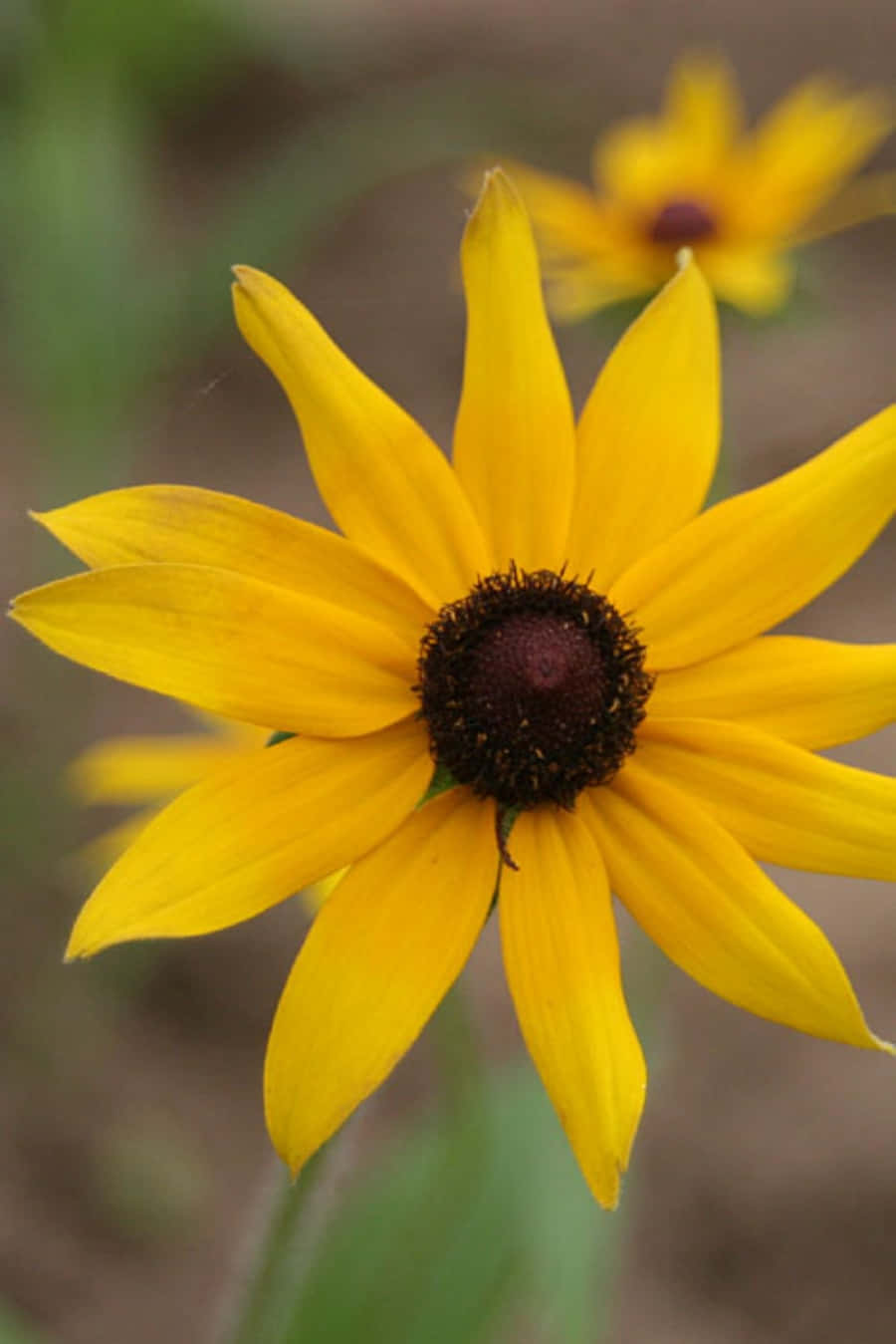 Bright colors of the Black-Eyed Susan adorn this field of wildflowers. Wallpaper