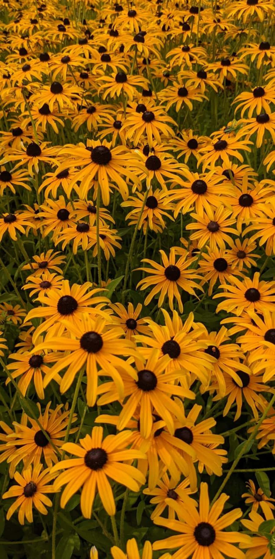 The Showy Beauty of a Black Eyed Susan Wallpaper