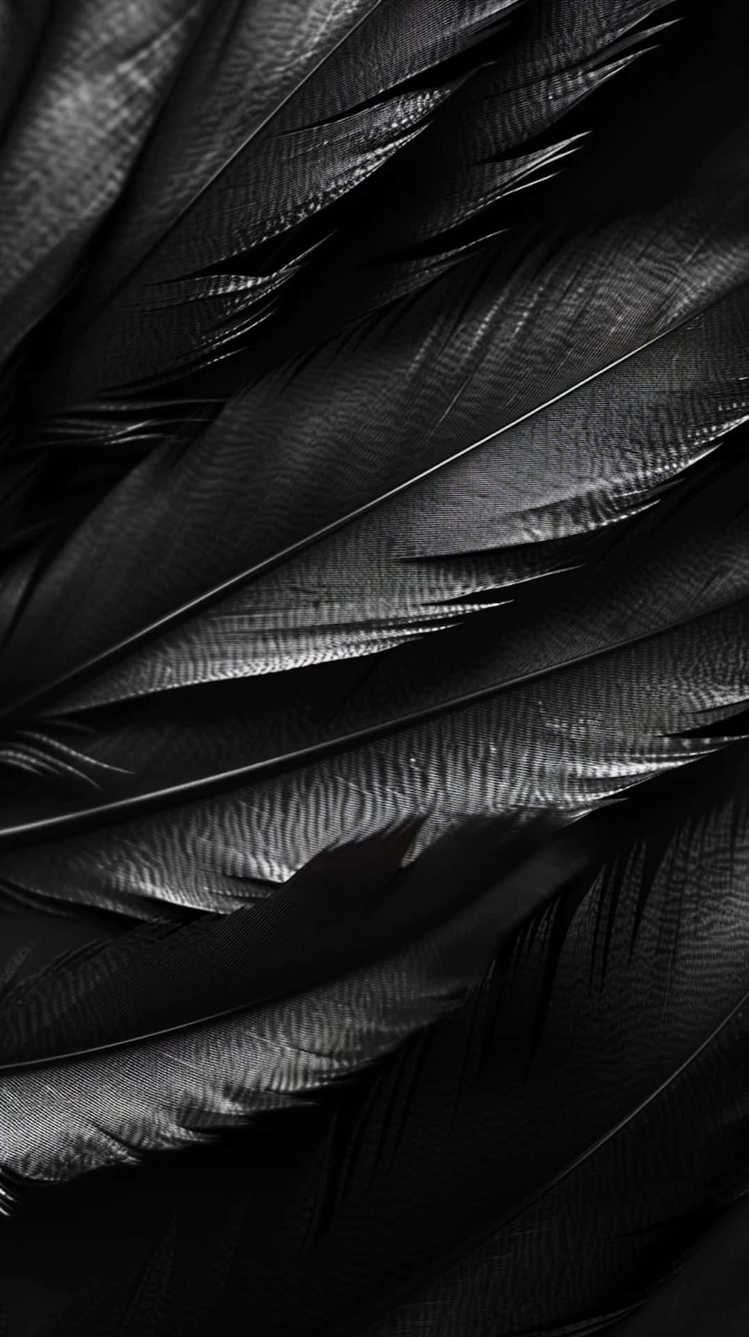 Black Feathers Texture Wallpaper