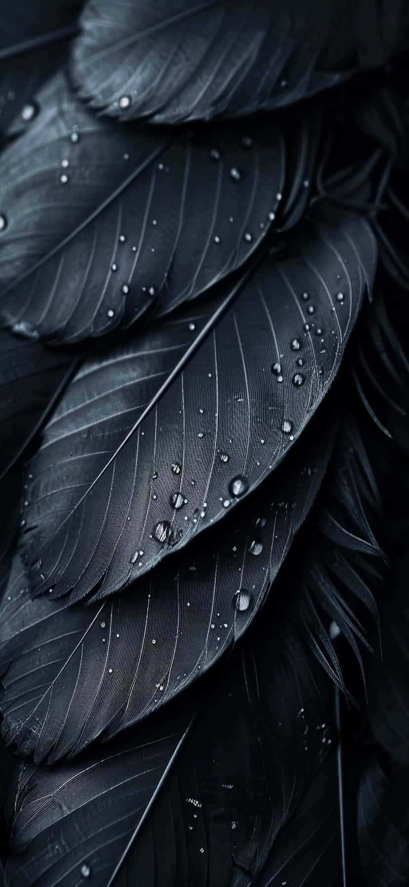 Black Feathers Water Droplets Detail Wallpaper