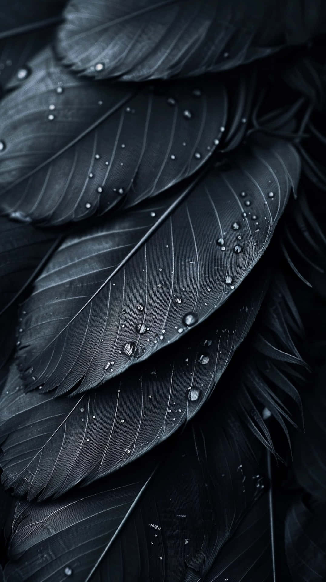 Black Featherswith Water Droplets Wallpaper