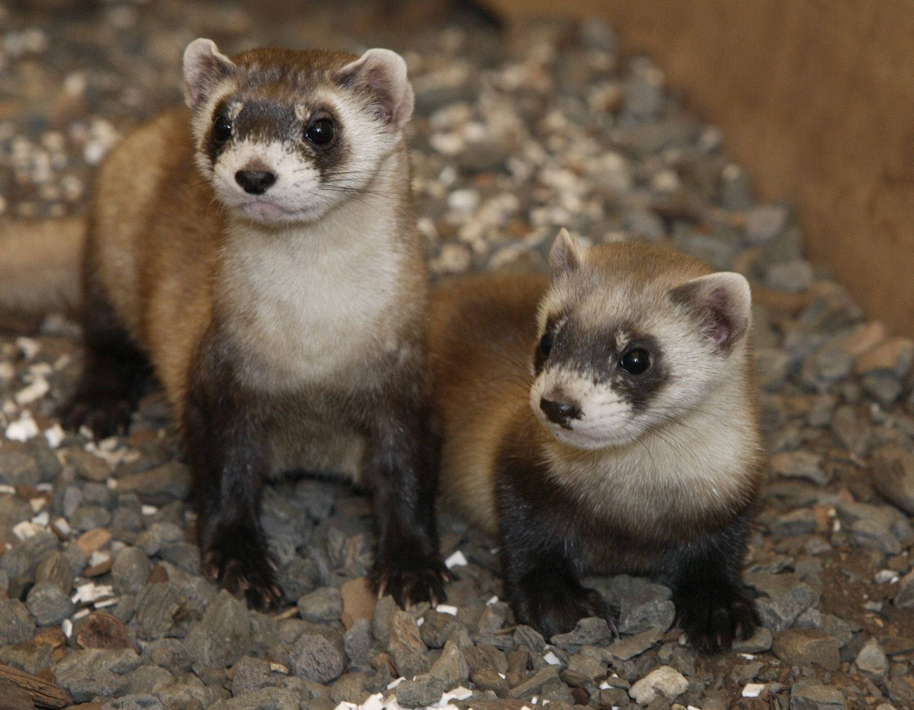 A Close-Up Image of a Black-Footed Ferret Wallpaper