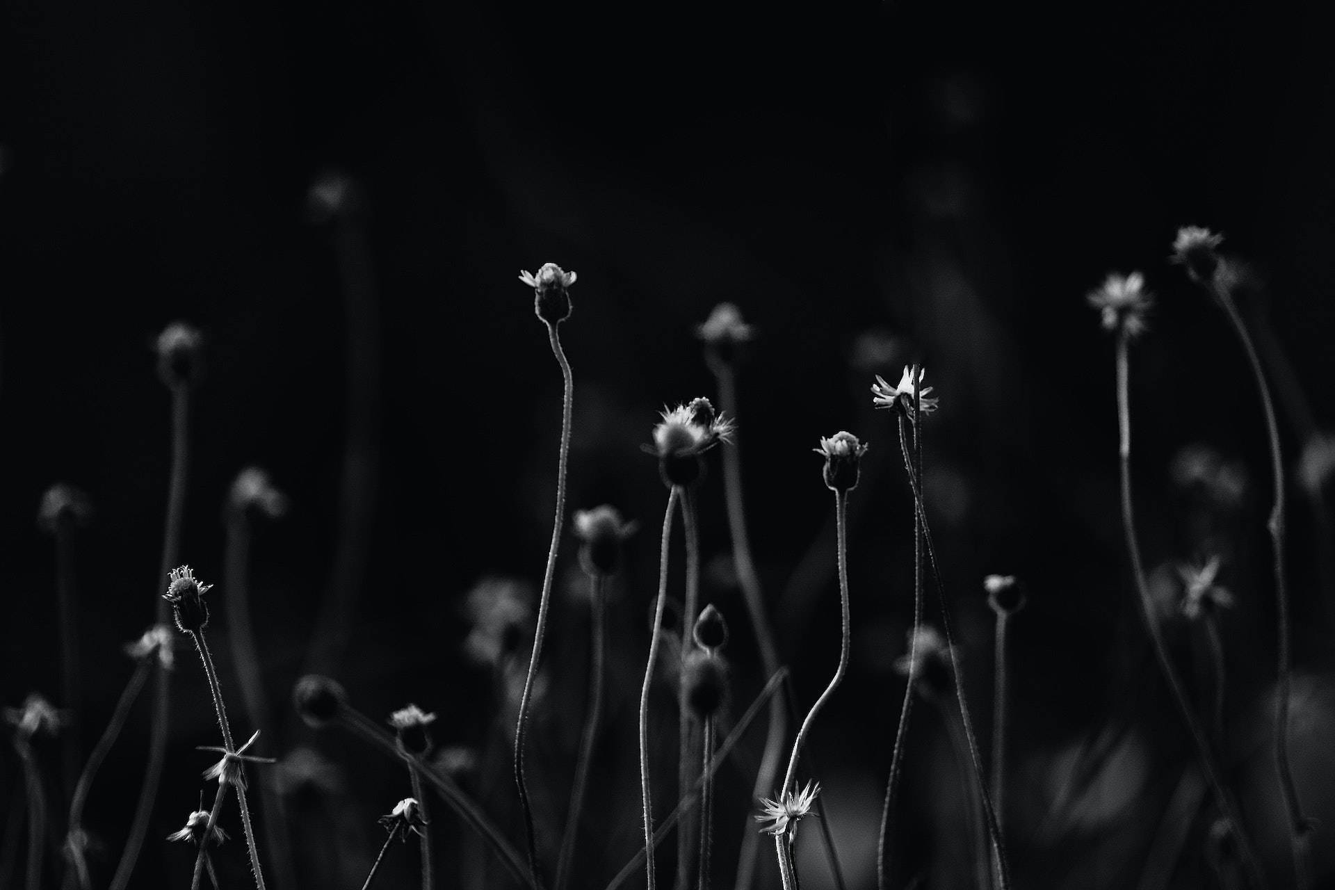 Black Flower Field Pc Papel de Parede