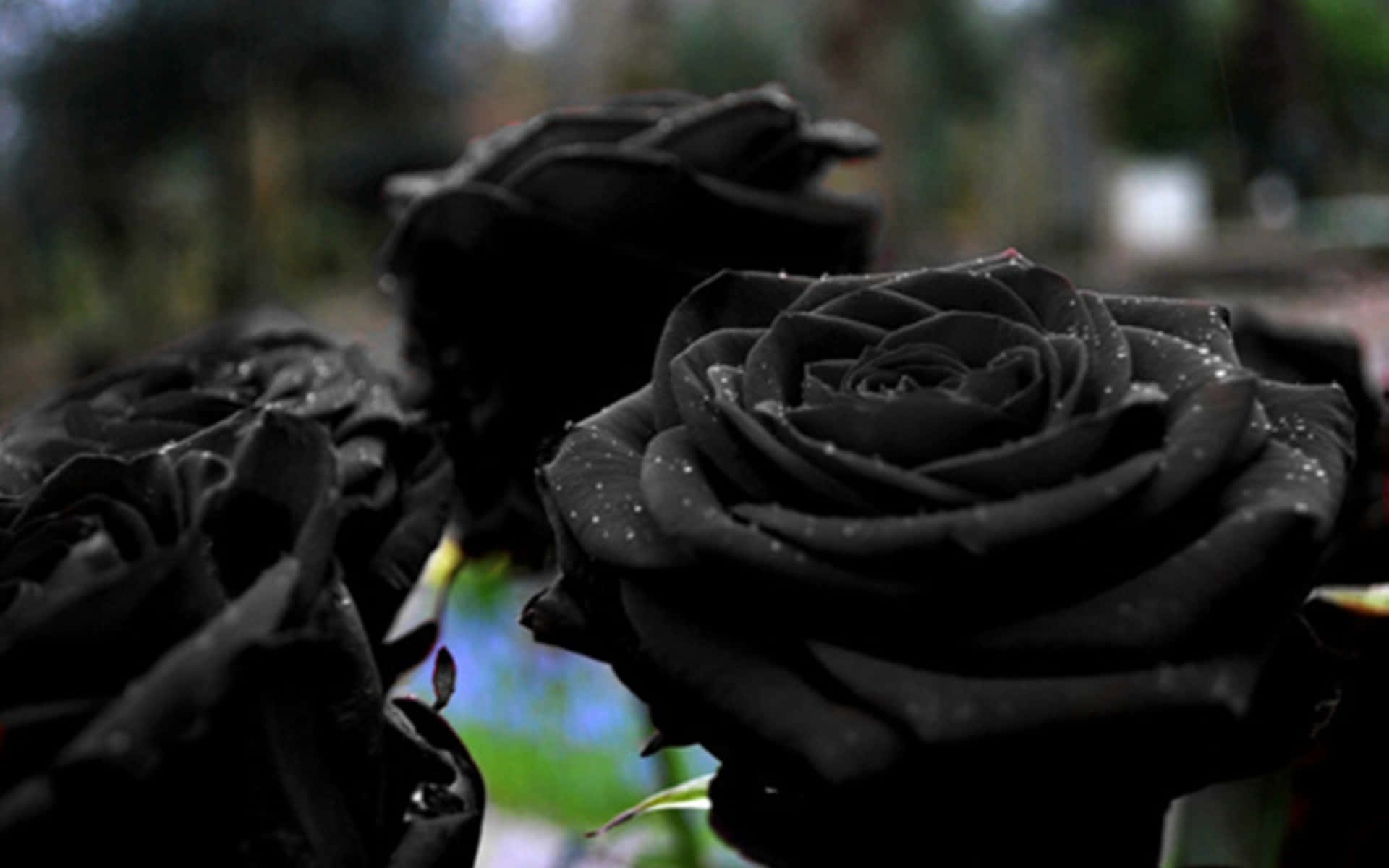 Delicate yet Bold, Beauty of Black Flower
