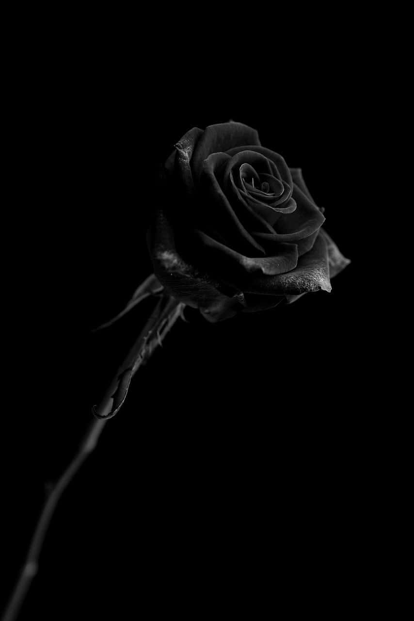 A Black Rose On A Black Background