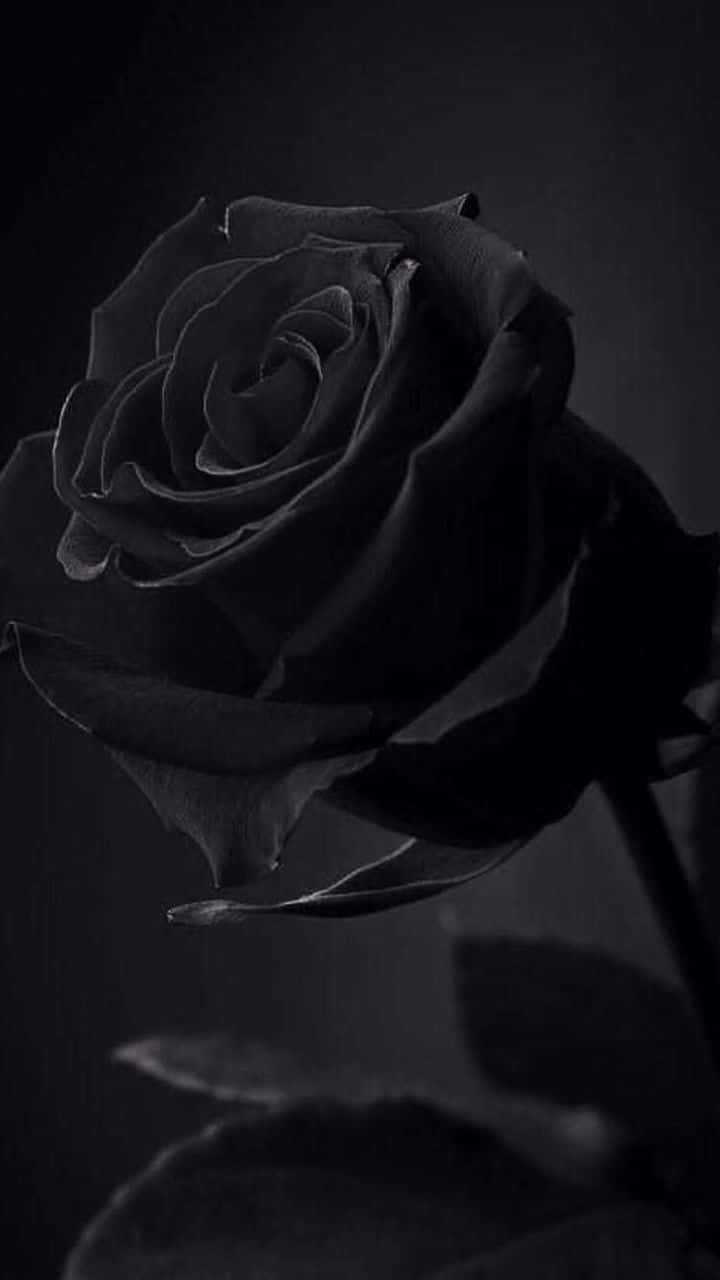 A Black Rose On A Black Background