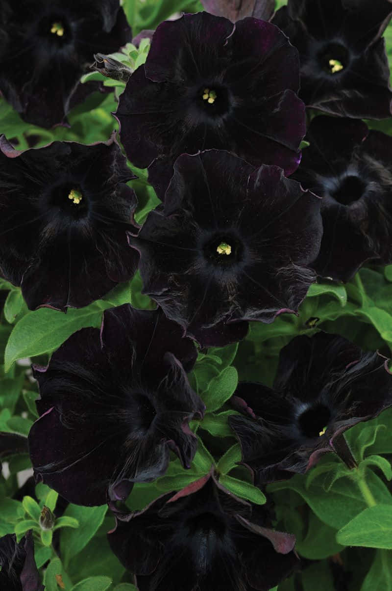 A beautiful black flower stands tall in the lush garden