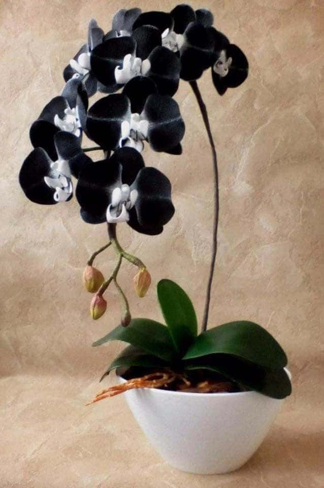Ensvart Orkide I En Vit Skål På Ett Bord