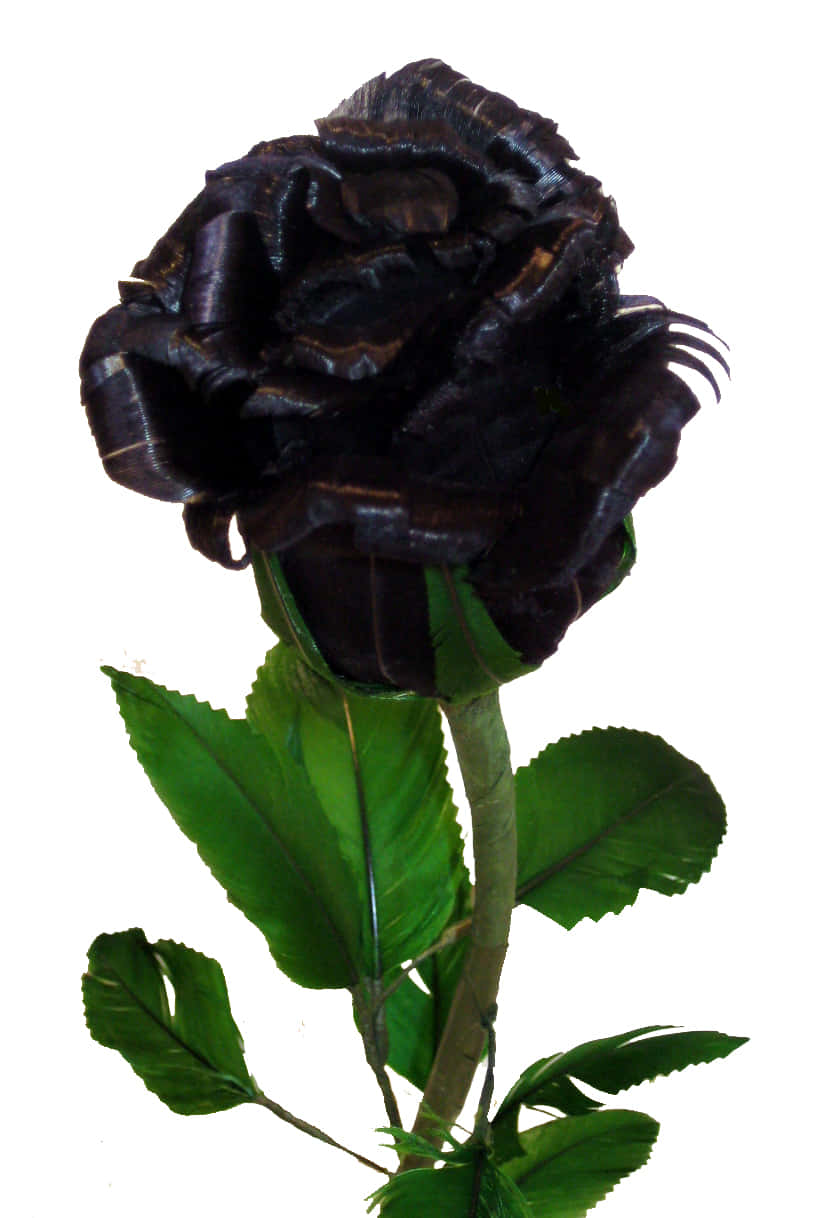A Black Rose With Green Leaves