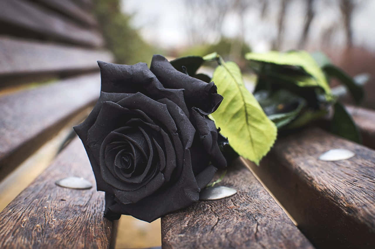 A delicate black flower petal stands out against a bright green backdrop.