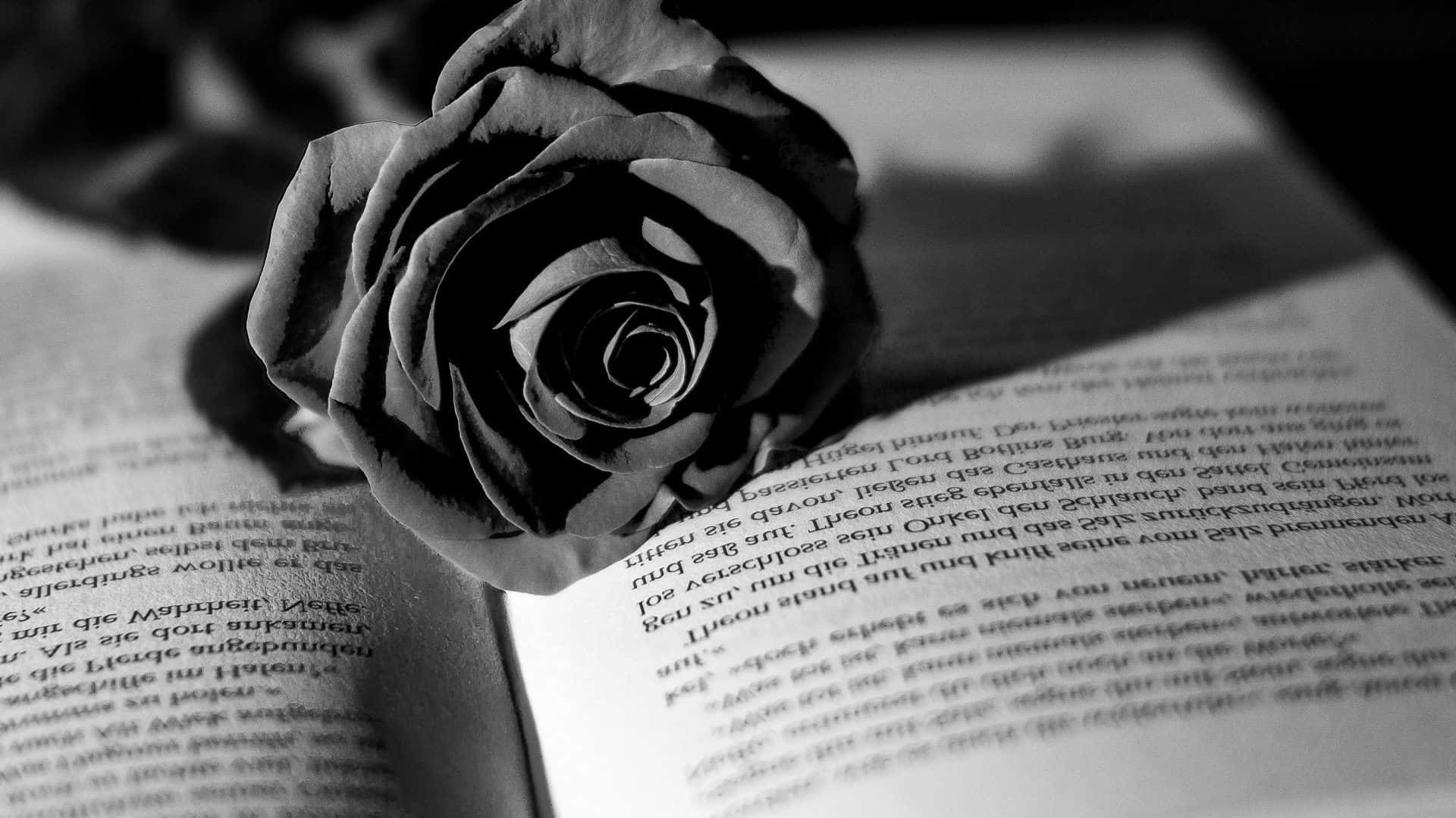 A Black And White Photo Of A Rose On An Open Book