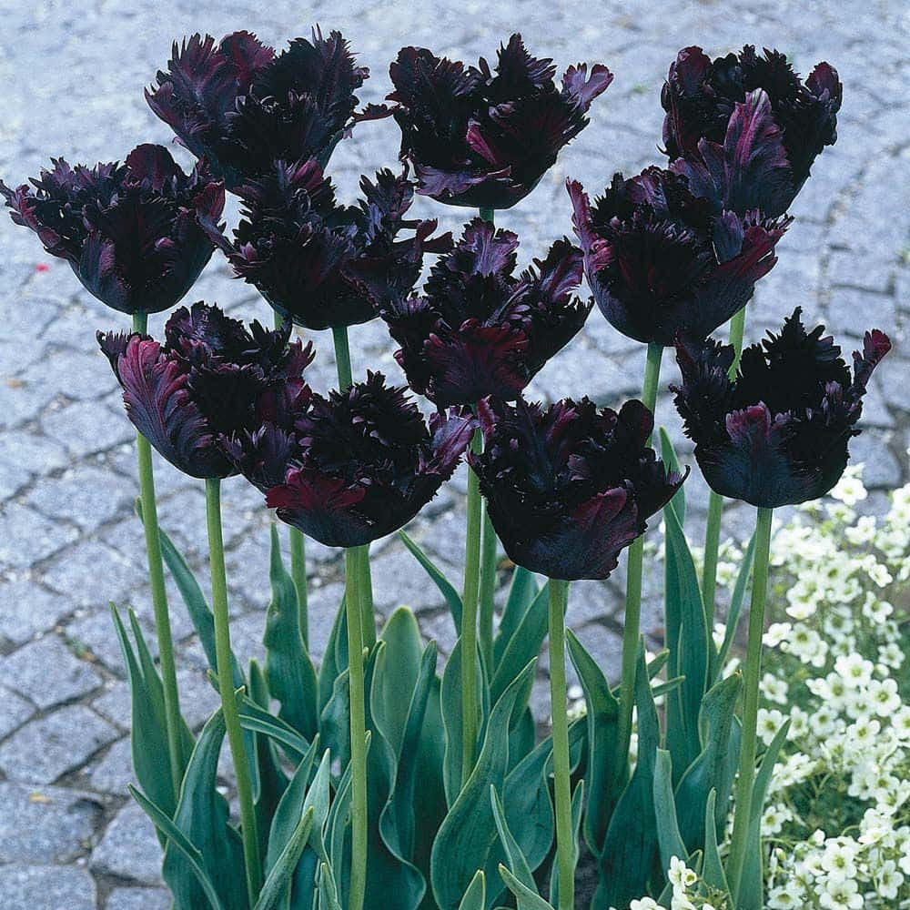 Image  A Black Flower, a Symbol of Love and Strength