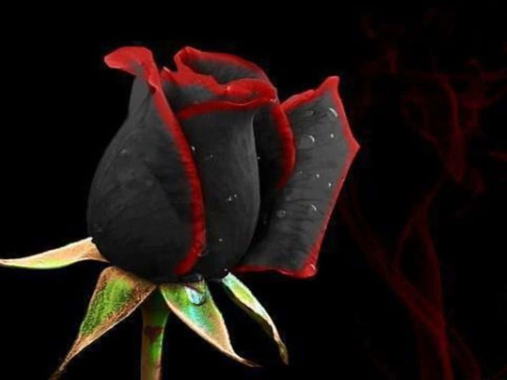 A Black Rose With Red Petals On A Black Background