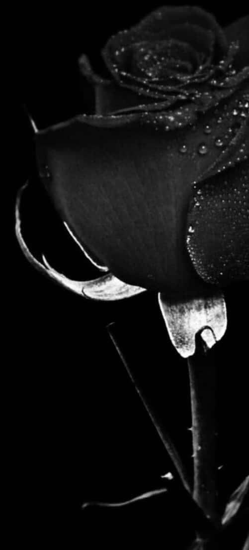A Black Rose With Water Droplets On It