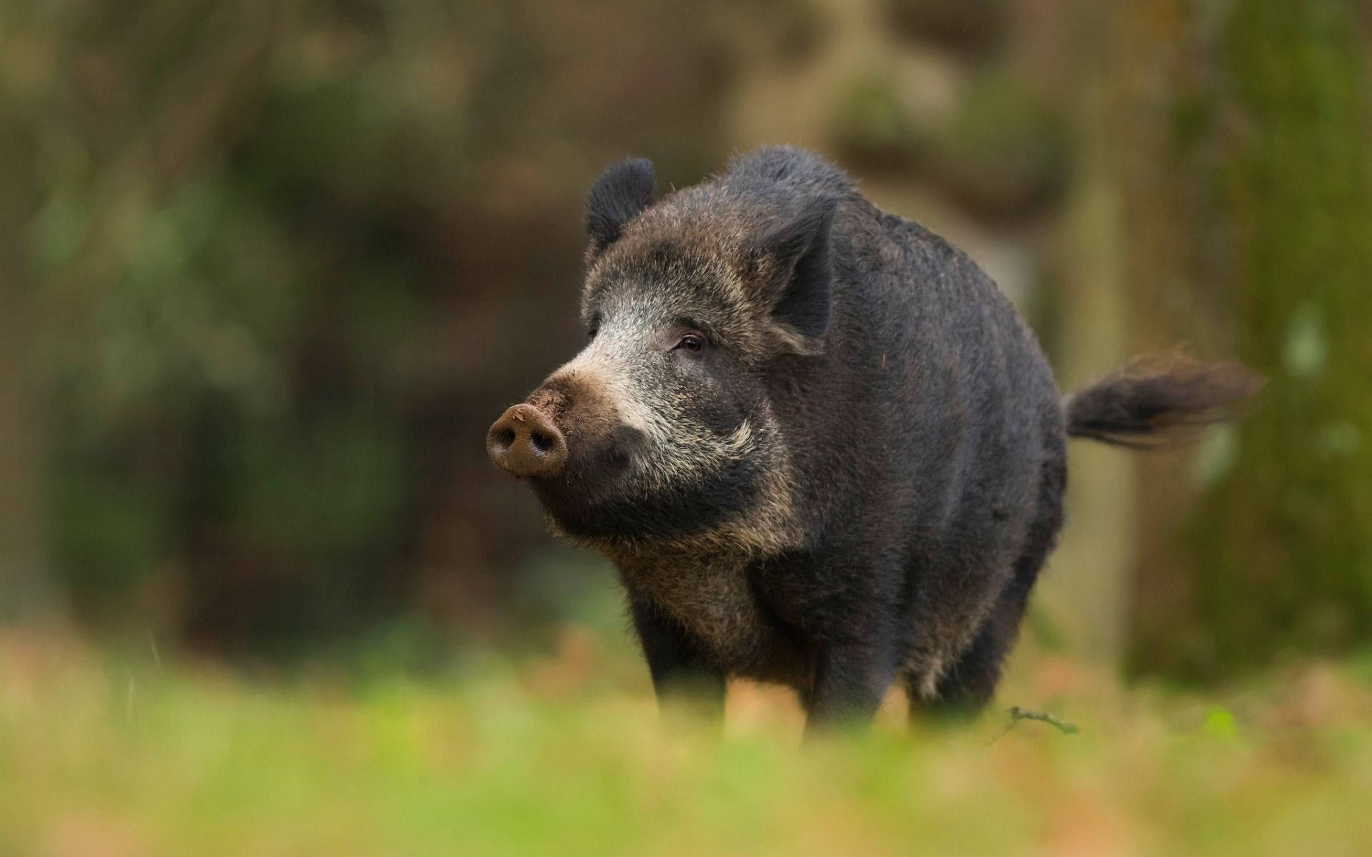 Download Black Formosan Wild Boar Wallpaper | Wallpapers.com