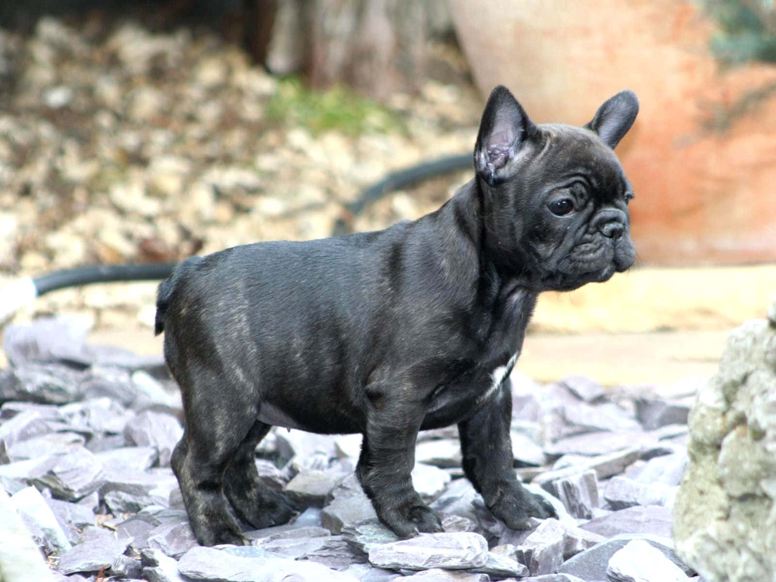 Black French Bulldog Puppy Background