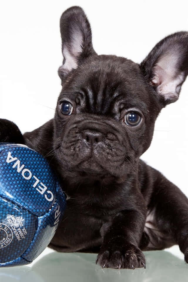 Black French Bulldog Puppy Football Wallpaper