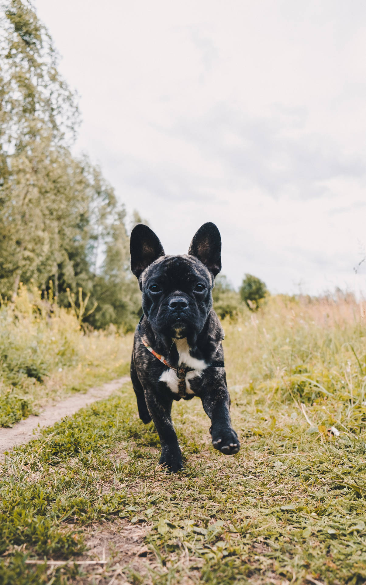 Black French Bulldog Puppy Running Wallpaper