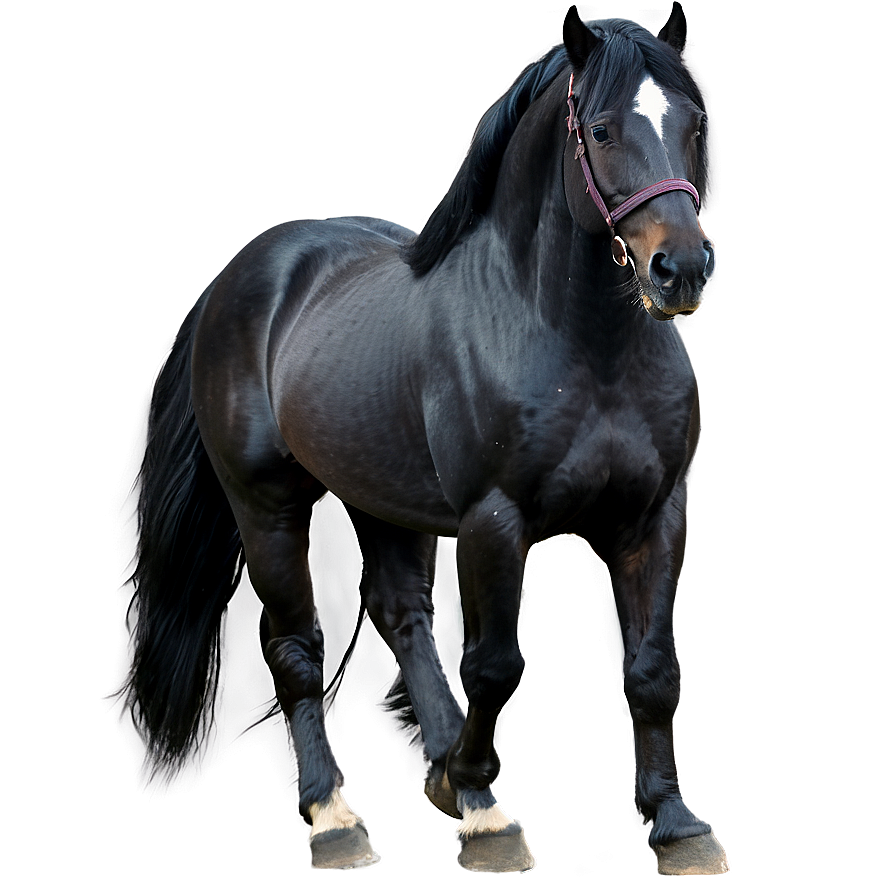Black Friesian Horse Png Inc81 PNG
