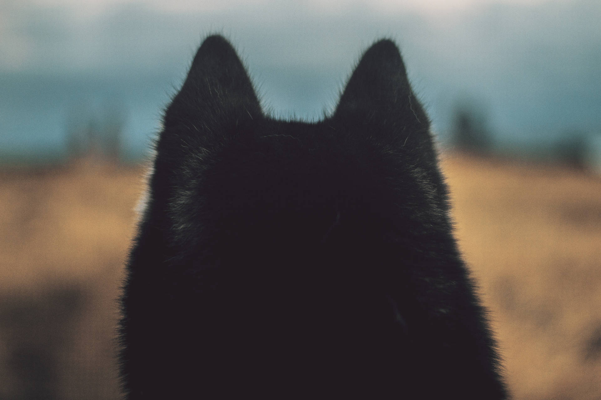 Rear view wallpaper of furry black dog head