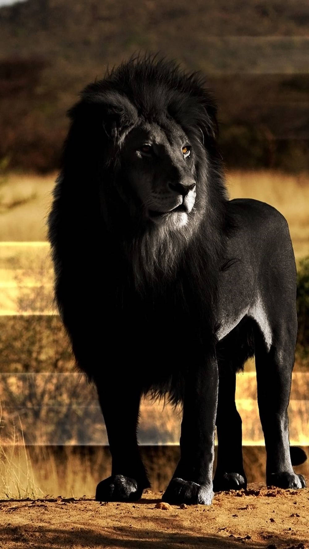 Black Fur Lion Iphone Wallpaper