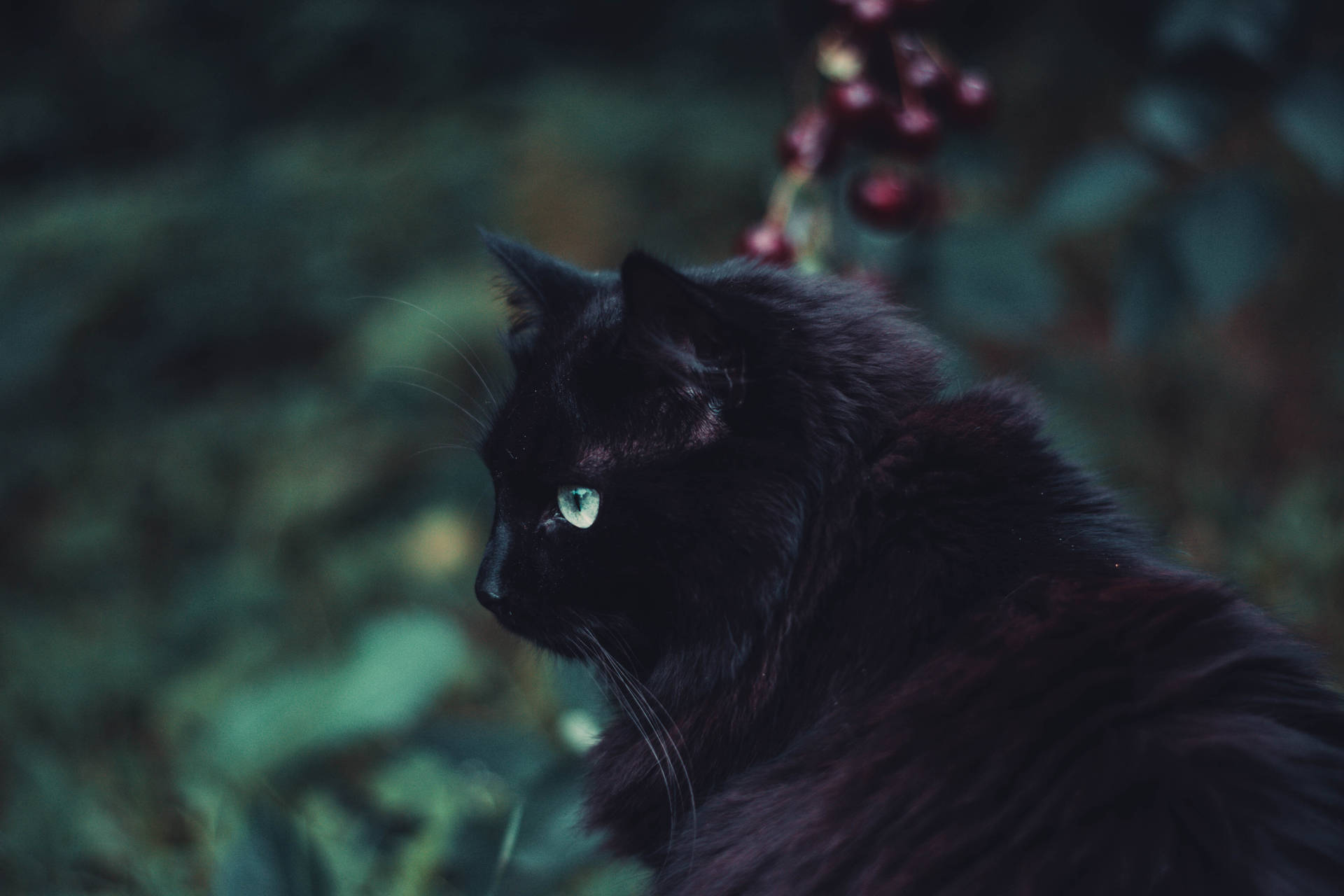 Black Furry Cat Animal Wallpaper