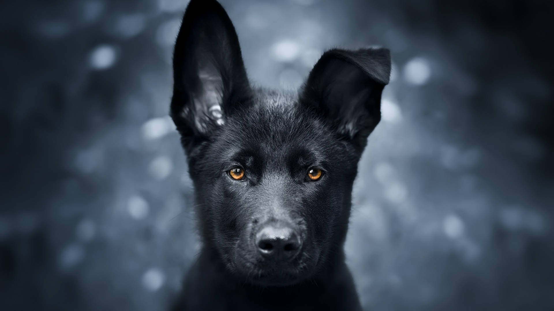Download Black German Shepherd Dog Puppy Wallpaper 