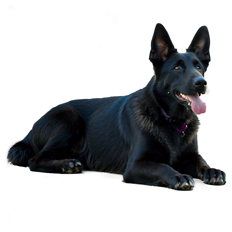 Download Black German Shepherd Png Ldt5 | Wallpapers.com