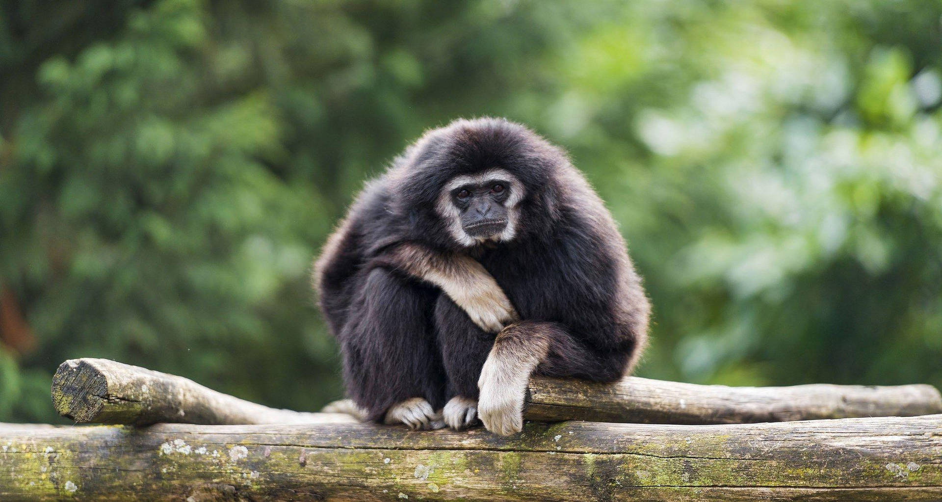 Black Gibbon Crouching Wallpaper