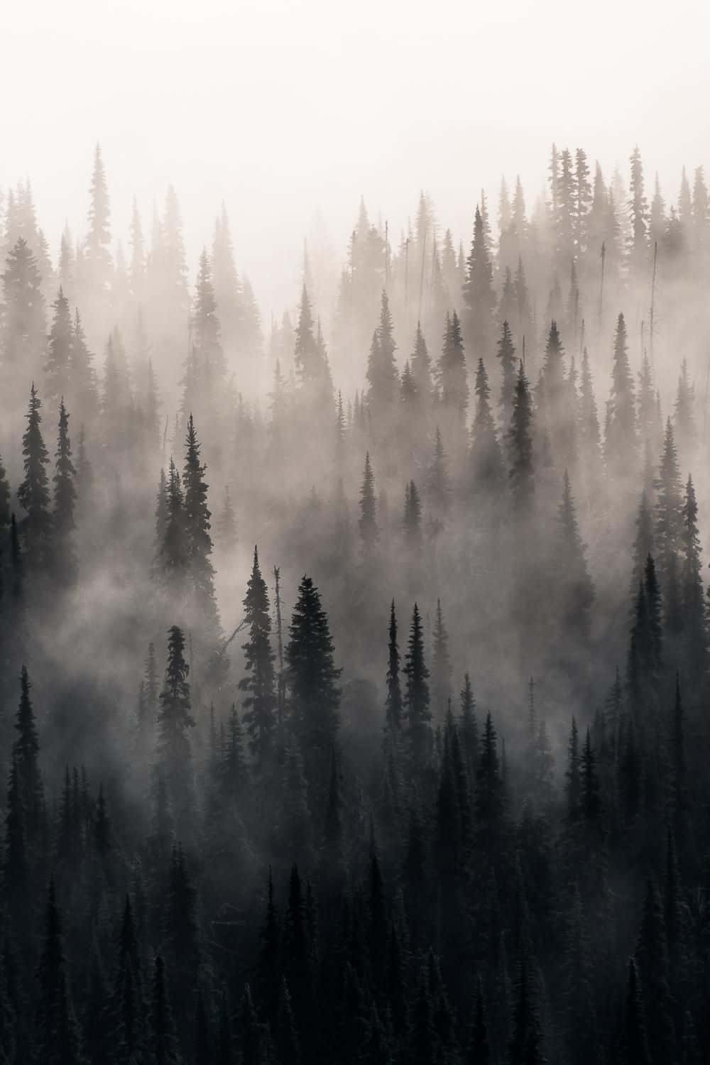 A Forest With Fog In The Background Wallpaper