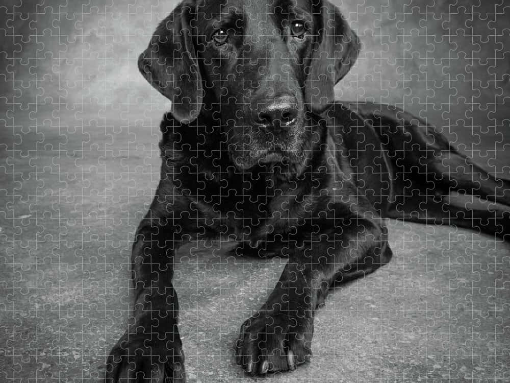 Black Great Dane Puzzle Portrait Wallpaper