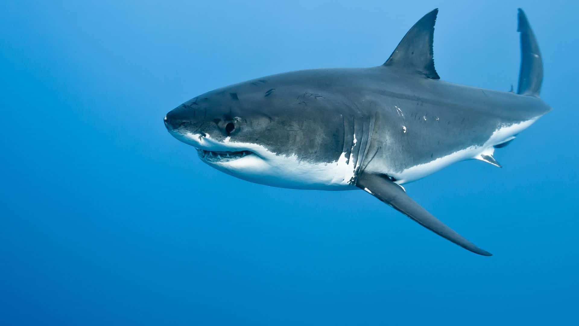 Tubarãobranco Grande Preto. Papel de Parede