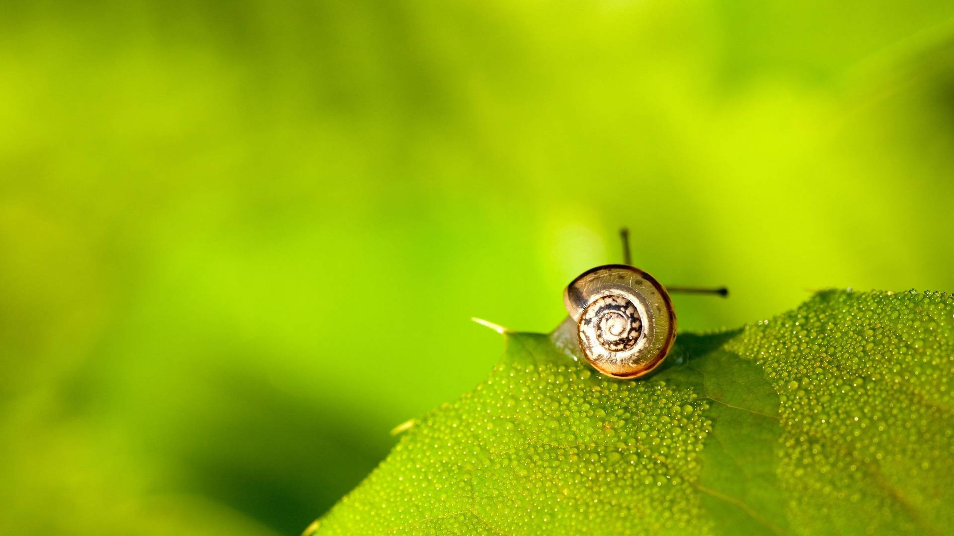 Black Green Tiny Snail Wallpaper